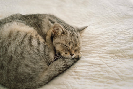 Portrait of a beautiful cat. Cute Cat Portrait. Happy Pet.の写真素材