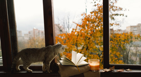 Cute cat with cozy autumn still lifeの写真素材