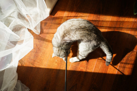 Portrait of a beautiful cat. Cute Cat Portrait. Happy Pet.の写真素材