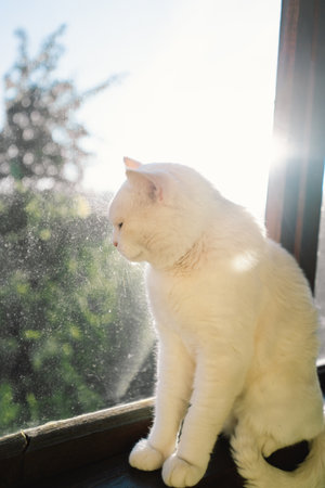 Portrait of a beautiful white cat. Cute Cat Portrait. Happy Pet.