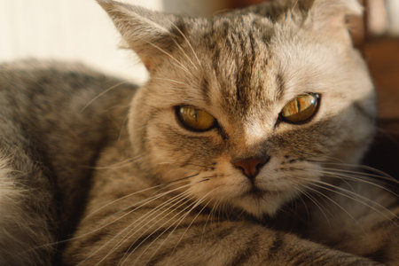 Portrait of a beautiful cat. Cute Cat Portrait. Happy Pet.の写真素材
