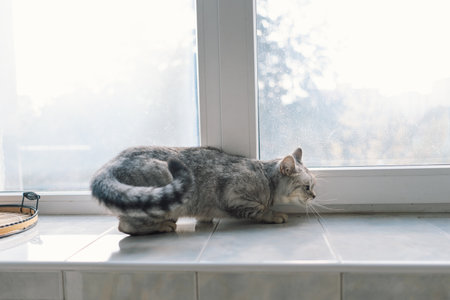 Portrait of a beautiful cat. Cute Cat Portrait. Happy Pet.の写真素材