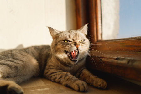 Portrait of a beautiful cat. Cute Cat Portrait. Happy Pet.の写真素材