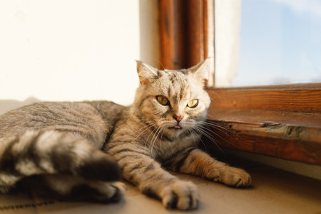 Portrait of a beautiful cat. Cute Cat Portrait. Happy Pet.の写真素材