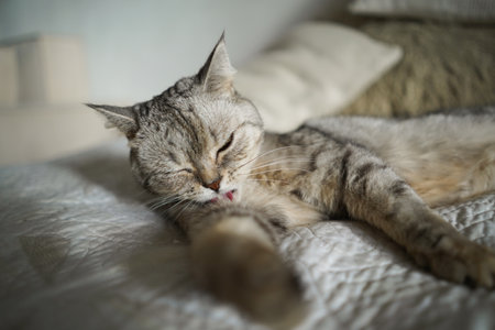 Portrait of a beautiful cat. Cute Cat Portrait. Happy Pet.の写真素材