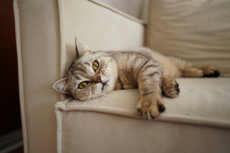 Portrait of a beautiful cat. Cute Cat Portrait. Happy Pet.の写真素材