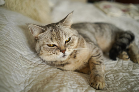 Portrait of a beautiful cat. Cute Cat Portrait. Happy Pet.の写真素材