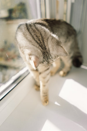 Portrait of a beautiful cat. Cute Cat Portrait. Happy Pet.の写真素材