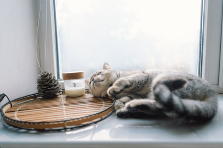 Portrait of a beautiful cat. Cute Cat Portrait. Happy Pet.の写真素材
