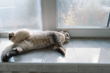 Portrait of a beautiful cat. Cute Cat Portrait. Happy Pet.の写真素材