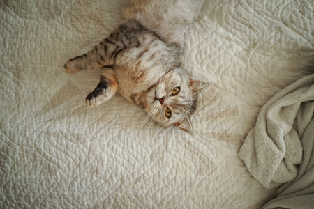 Portrait of a beautiful cat. Cute Cat Portrait. Happy Pet.の写真素材