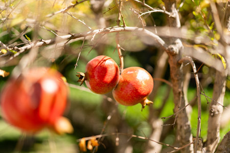 Pomegranate on the tree. Red pomegranate growing on tree outdoors