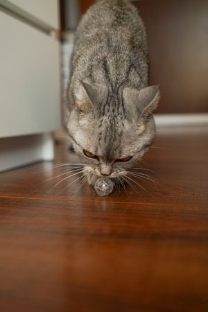 Portrait of a beautiful cat. Cute Cat Portrait. Happy Pet.の写真素材
