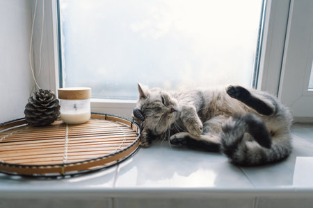 Portrait of a beautiful cat. Cute Cat Portrait. Happy Pet.の写真素材