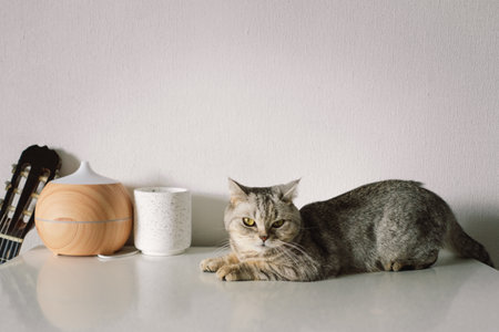 Portrait of a beautiful cat. Cute Cat Portrait. Happy Pet.の写真素材