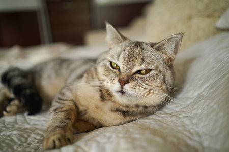 Portrait of a beautiful cat. Cute Cat Portrait. Happy Pet.の写真素材