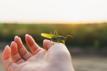 Meadow grasshopper on female hand