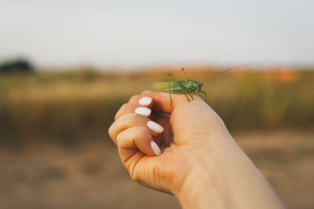 Meadow grasshopper on female hand