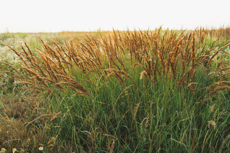 Ornamental grasses. Beautiful Karl Foerster Feather Reed Grass.