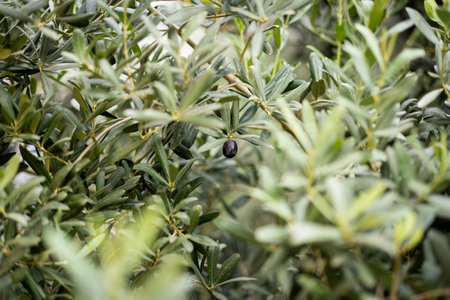 Olives on the tree. Landscape Harvest ready to make olive oilの写真素材