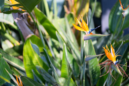 Strelitzia Bird of Paradise. Spring gardens with blooming flowers.の写真素材