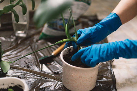 A person is carefully transplanting a houseplant into a new pot.