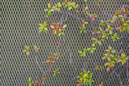 Beautiful overgrown wall. Climbing plant on the wallsの写真素材