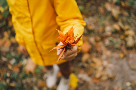 Child Collecting Colorful Autumn Leaves and Chestnuts in a forest