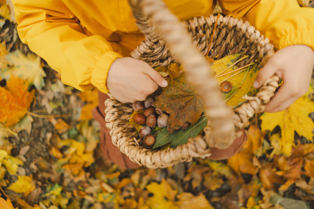 Child Collecting Colorful Autumn Leaves and Chestnuts in a forestの写真素材