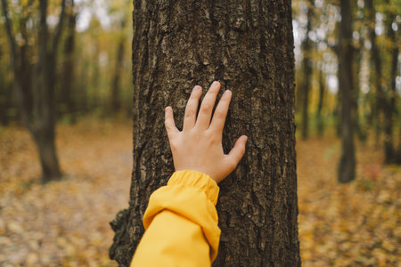 Person Touching Textured Bark of Tree in Colorful Autumn Forestの写真素材