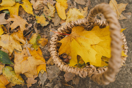Child Collecting Colorful Autumn Leaves and Chestnuts in a forestの写真素材