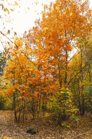 Vibrant Orange Leaves on Trees During Fall Season in a Serene Forestの写真素材