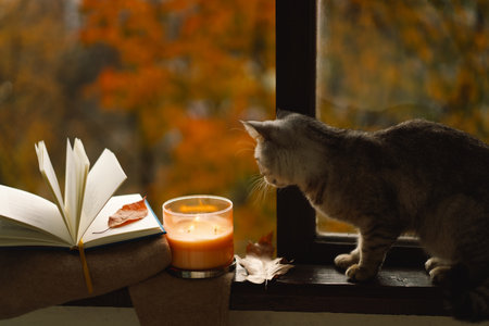 Cute cat with cozy autumn still lifeの写真素材