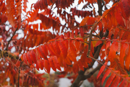 Vibrant Orange Leaves on Trees During Fall Season in a Serene Forest