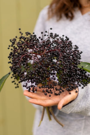 Woman holds in hands clusters fruit black elderberryの写真素材