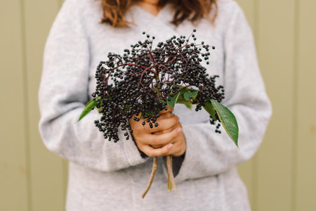 Woman holds in hands clusters fruit black elderberry