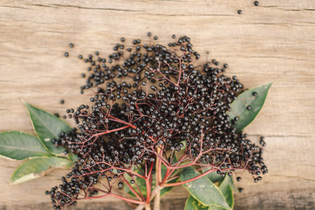 A cluster of ripe elderberries with deep purple-black fruitの写真素材