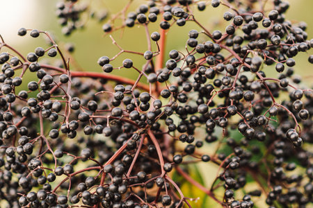 A cluster of ripe elderberries with deep purple-black fruitの写真素材