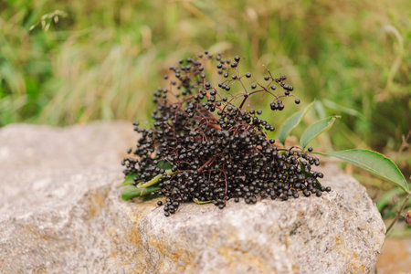 A cluster of ripe elderberries with deep purple-black fruitの写真素材