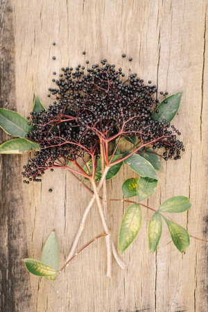 A cluster of ripe elderberries with deep purple-black fruitの写真素材