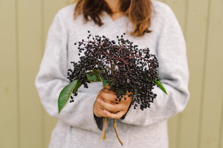 Woman holds in hands clusters fruit black elderberryの写真素材