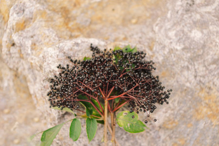 A cluster of ripe elderberries with deep purple-black fruitの写真素材