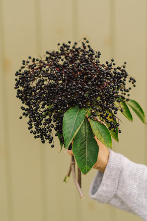 Woman holds in hands clusters fruit black elderberry