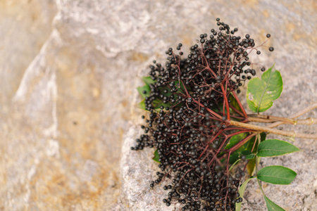 A cluster of ripe elderberries with deep purple-black fruit