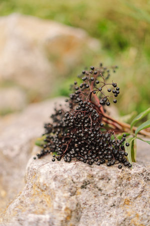 A cluster of ripe elderberries with deep purple-black fruitの写真素材