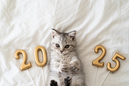 A cute tabby kitten sits on a knitted blanket. Good New Year spirit. Happy New Yearの写真素材