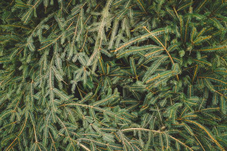 Close-up of evergreen pine tree branchesの写真素材