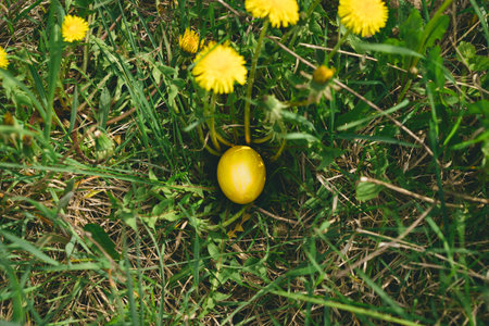 Colorful Easter egg. Hunting for Easter eggsの写真素材