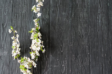 Spring cherry blossoms on old wooden background.の写真素材