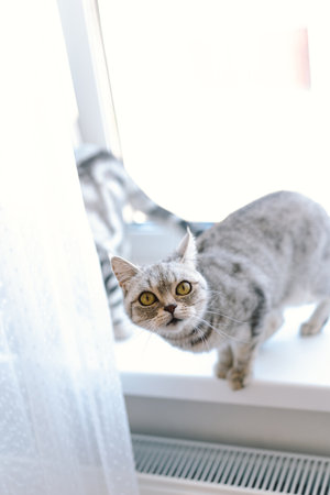 Curious gray cat explores windowsillの写真素材